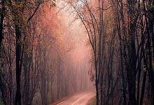 意甲联赛一球员突然倒地被紧急送医CCTV国际时讯.